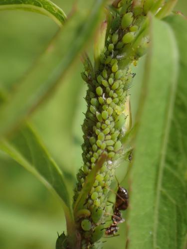 Aphis pomi